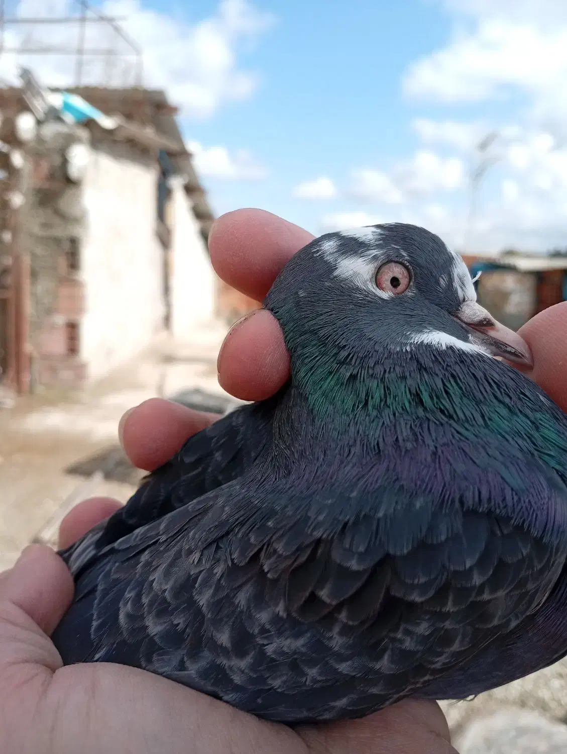 فروش کبوتر نر ماده|پرنده|ساری, |دیوار