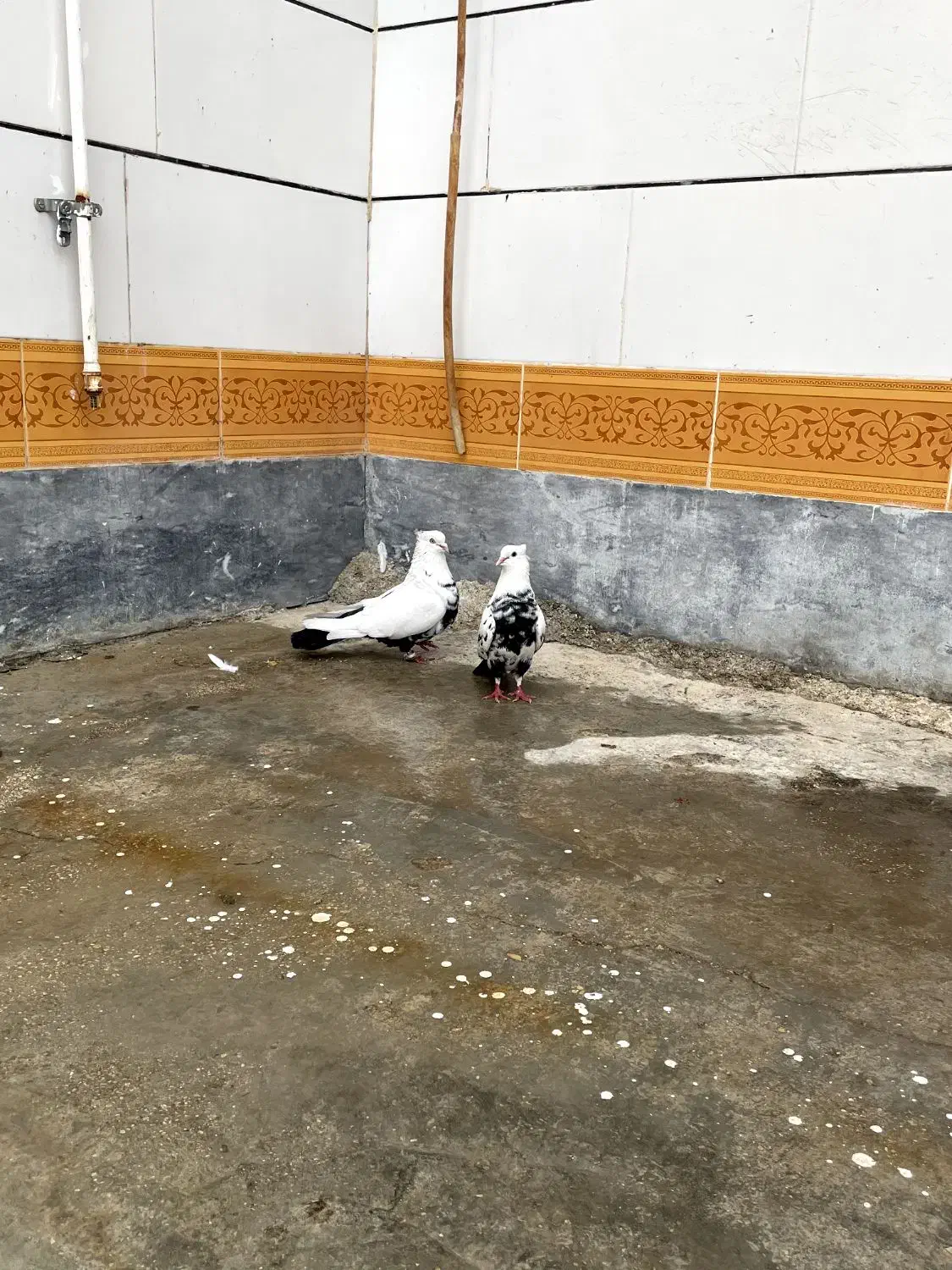 دمسیاه|پرنده|اهواز, کوی آغاجاری|دیوار