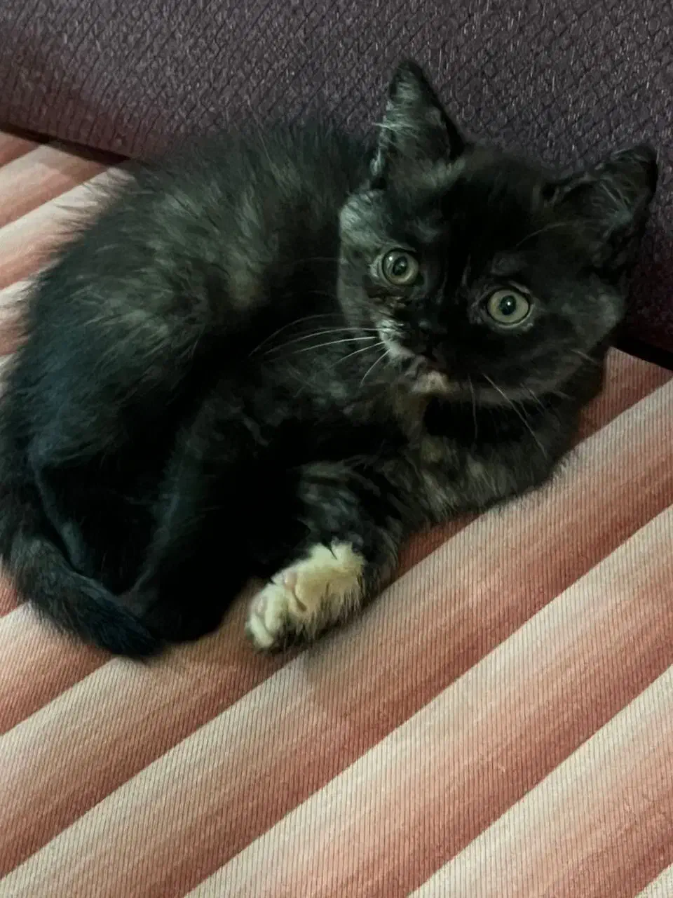 گربه بریتیش بلک جذاب|گربه|رشت, لاکانی|دیوار