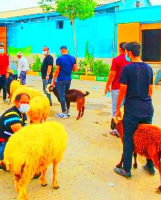 گوسفند زنده عقیقه قربانی تعاونی50%زیرقیمت|حیوانات مزرعه|مشهد, عبادی|دیوار