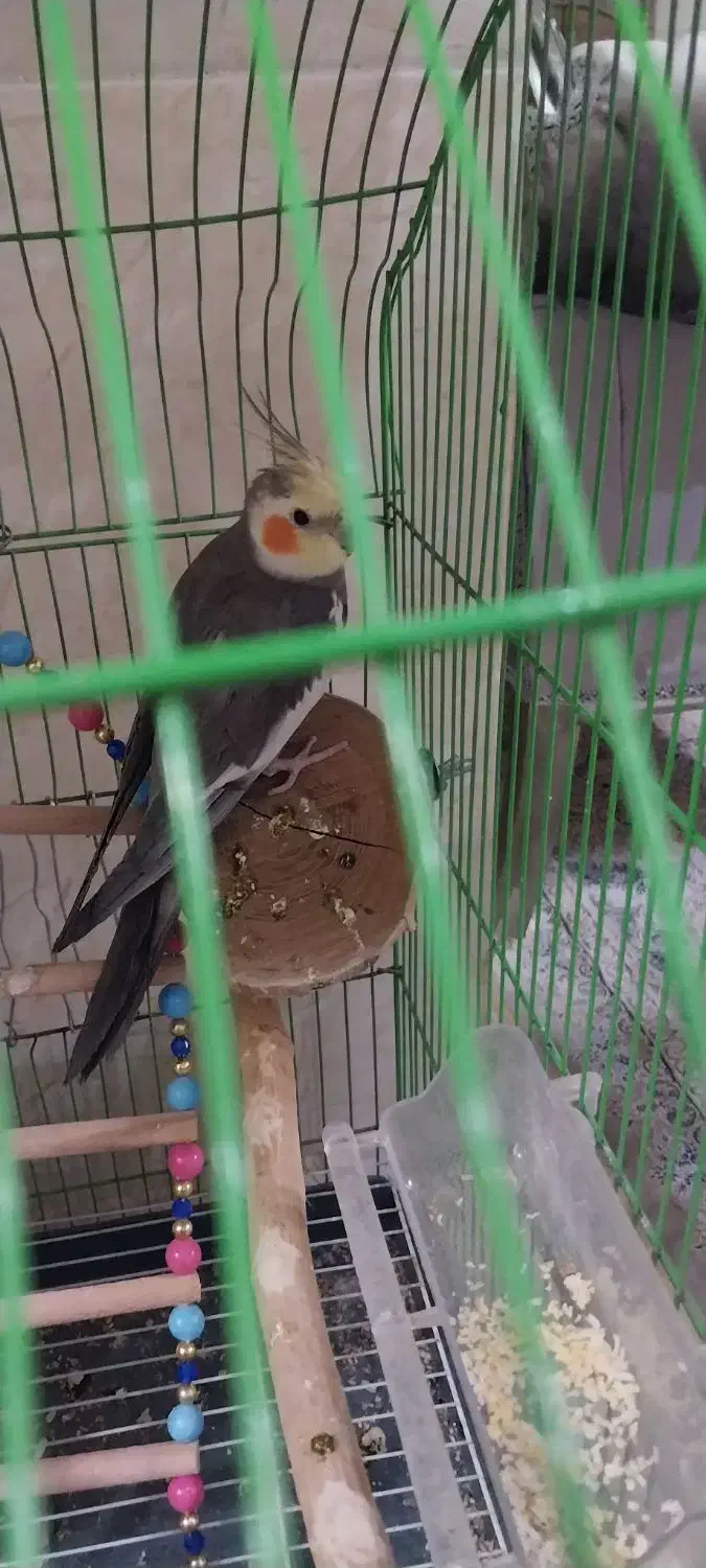 عروس هلندی گمشده|پرنده|تهران, جوانمردان (اندیشه)|دیوار