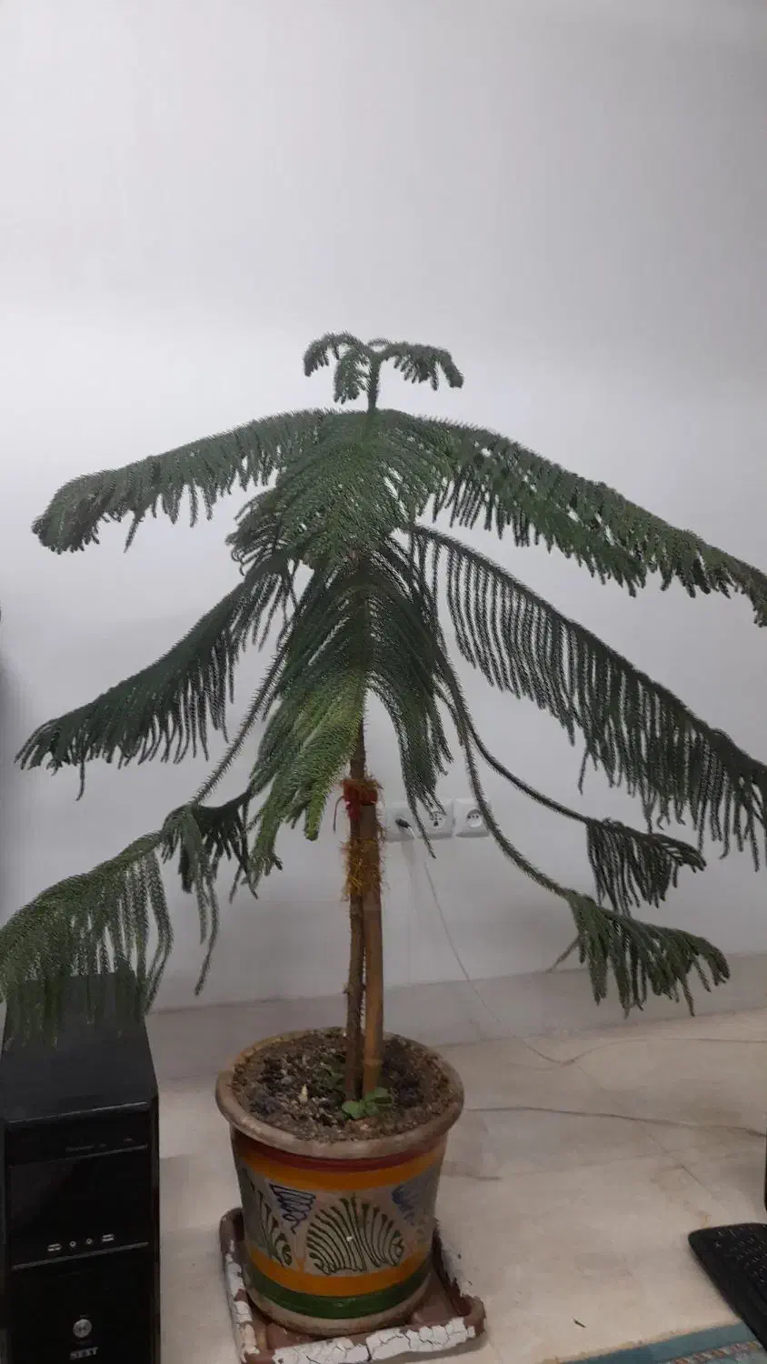 کاج مطبق|گل و گیاه طبیعی|گناباد, |دیوار