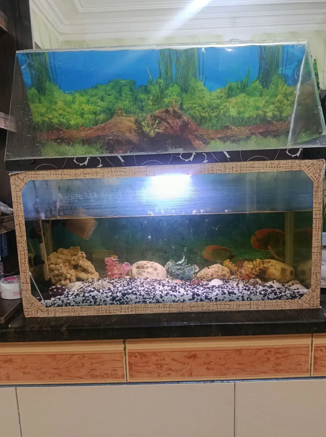 فروش یک عدد آکواریوم شیشه ای سالم|ماهی|بم, |دیوار