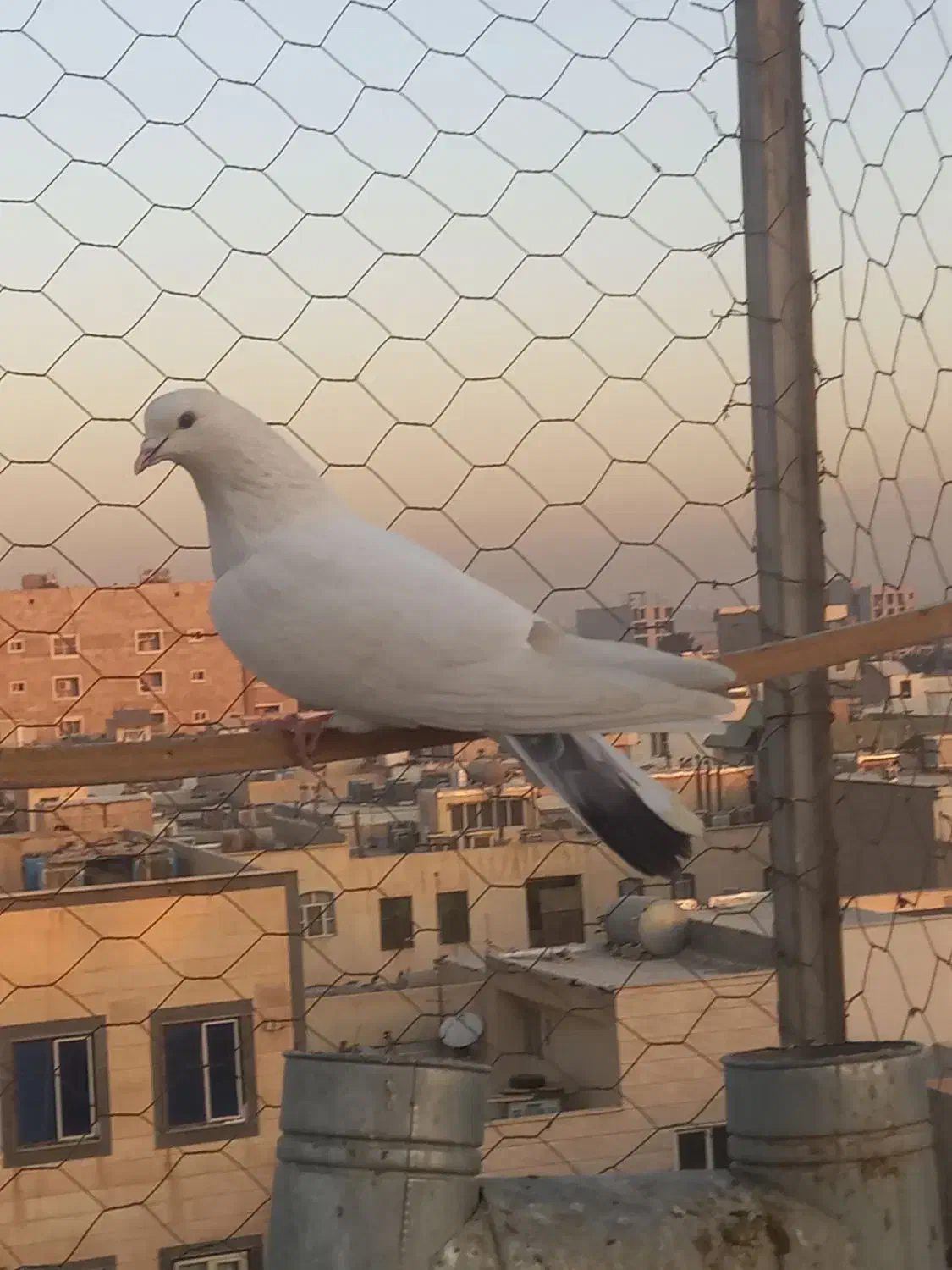 کفتر کبوتر|پرنده|اسلام‌شهر, شهرک سعیدیه|دیوار