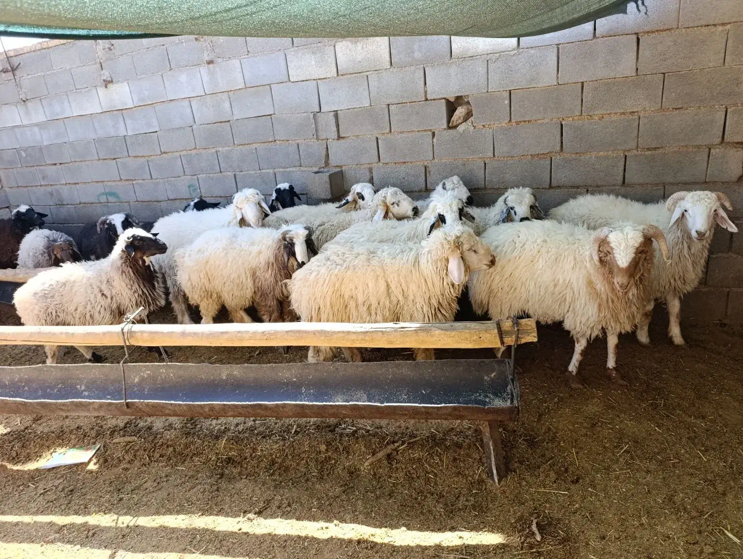 بره فروشی|حیوانات مزرعه|سرچهان, |دیوار