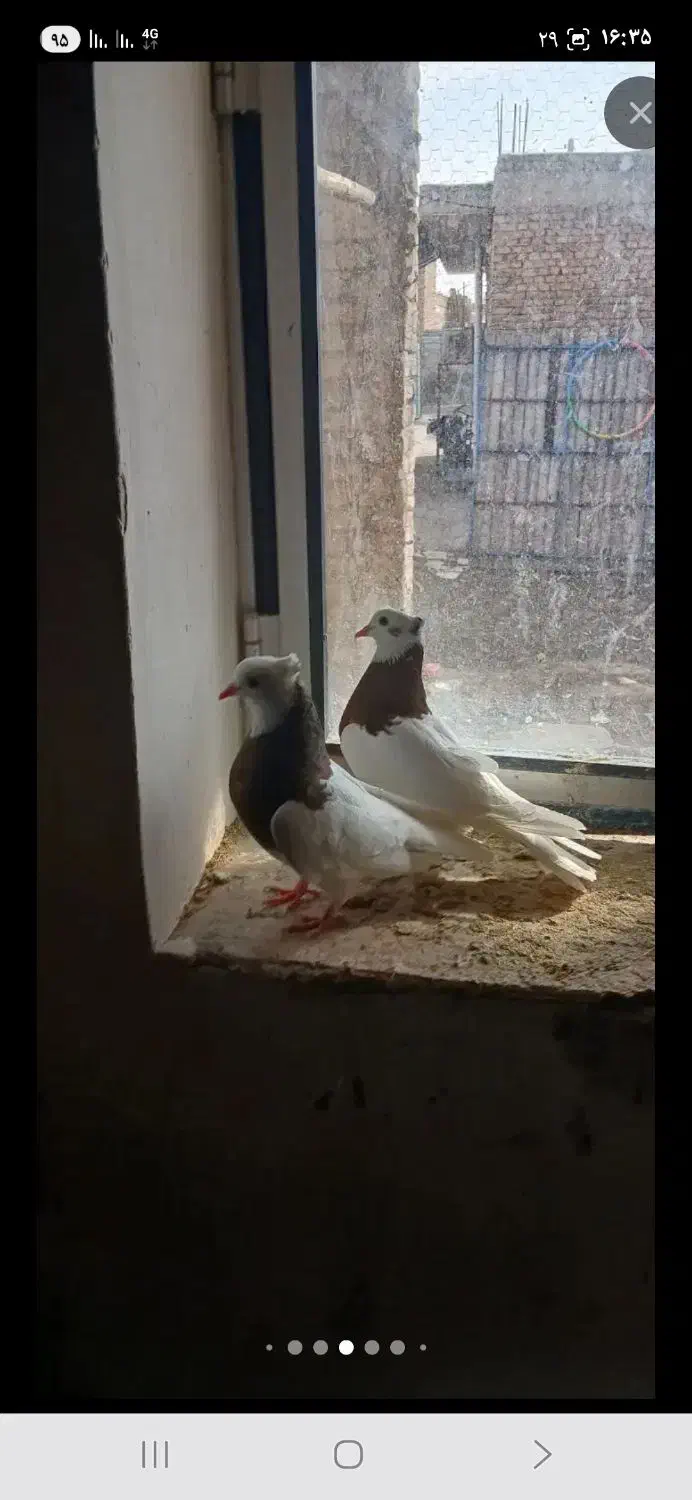 طوقس سالم جوان|پرنده|باروق, |دیوار