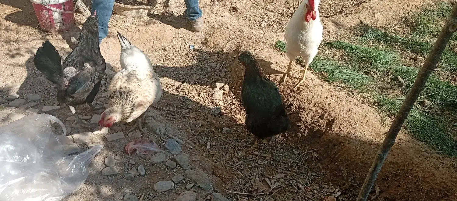 مرغ خروس|حیوانات مزرعه|مشهد, تلگرد|دیوار