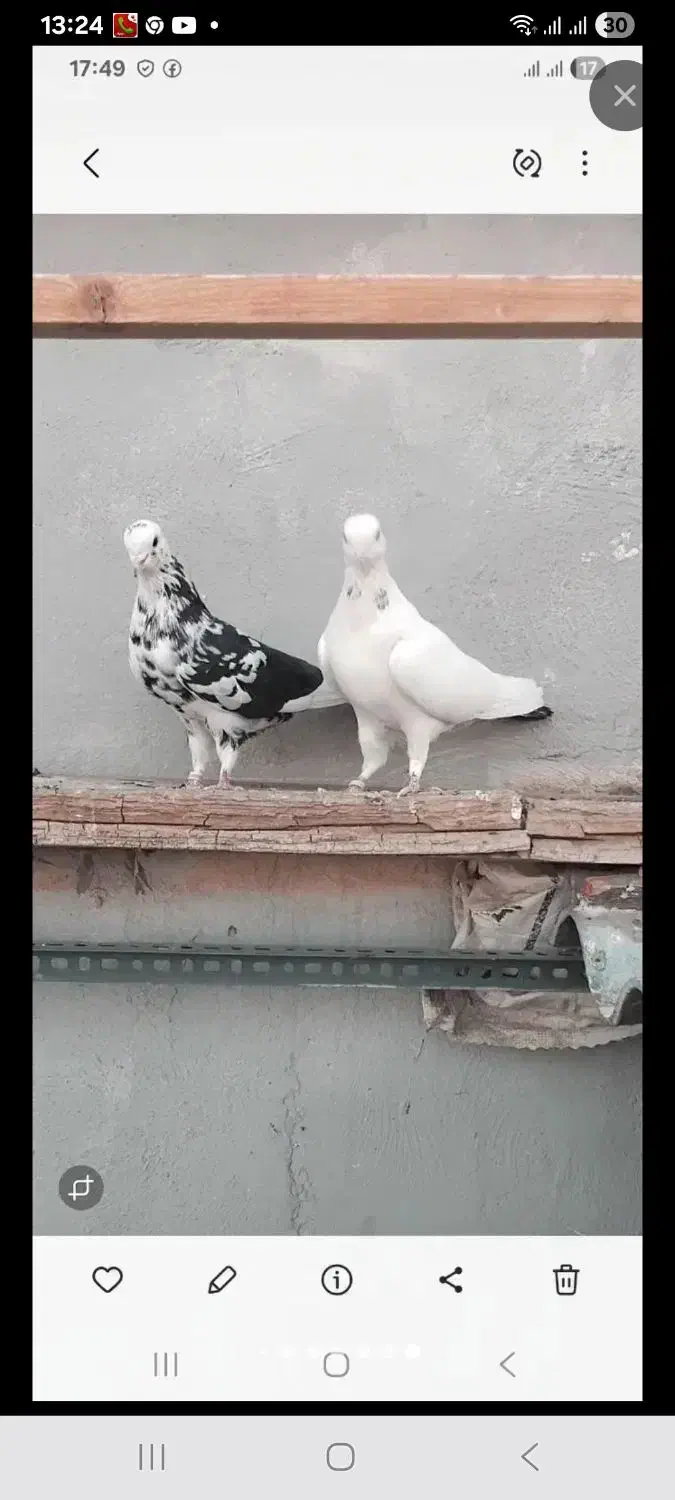 کفتر|پرنده|پردیس, فاز ۲|دیوار