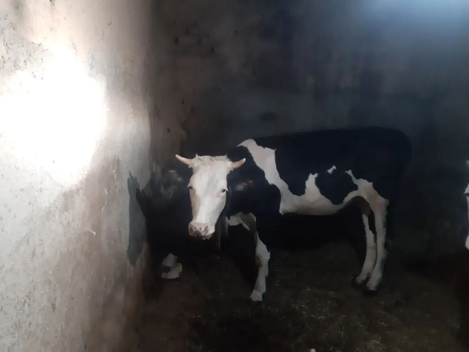 گاو گوساله ماده|حیوانات مزرعه|سارال, |دیوار