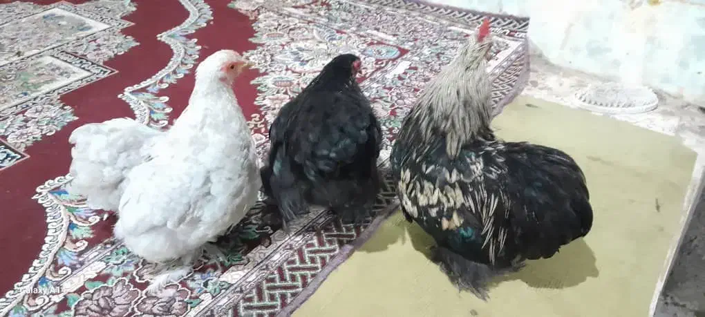 تعدادی کوشین بالغ،جوجه،نیمچه|حیوانات مزرعه|صومعه‌سرا, |دیوار