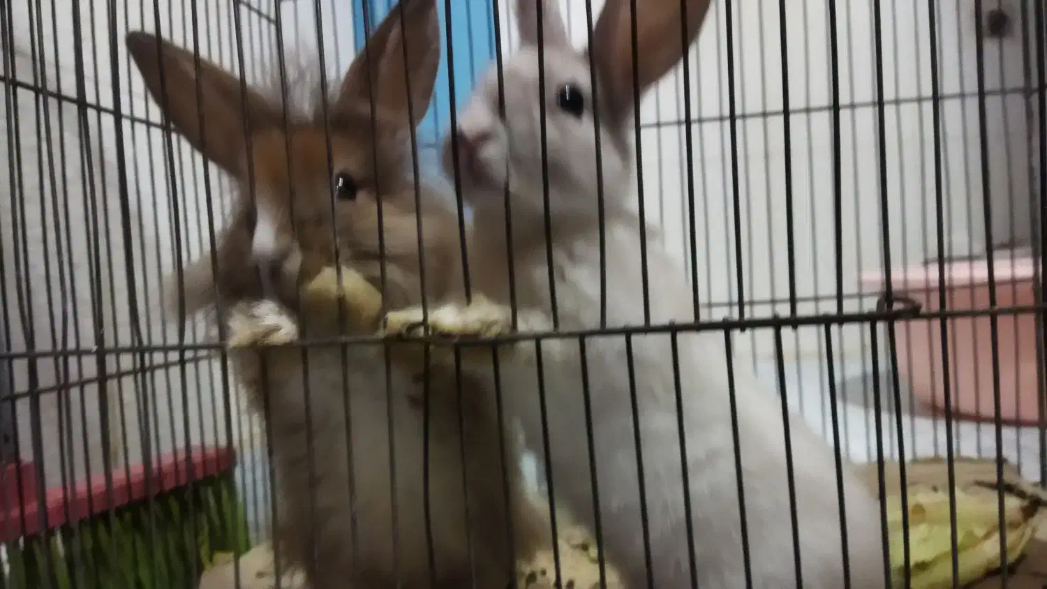 حیوان|موش و خرگوش|سبزوار, توحیدشهر|دیوار