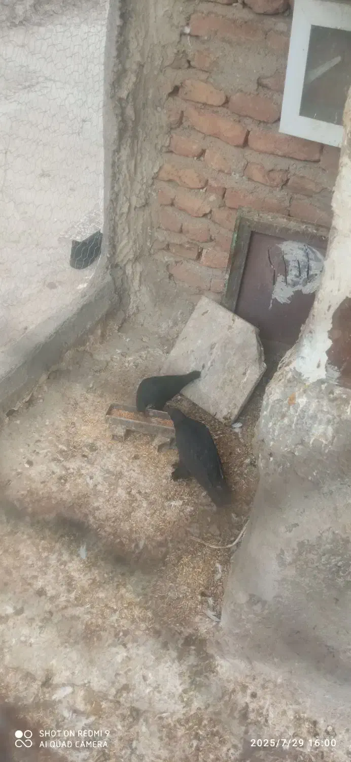 روهم جفتی ۵۰۰ت|پرنده|باسمنج, |دیوار