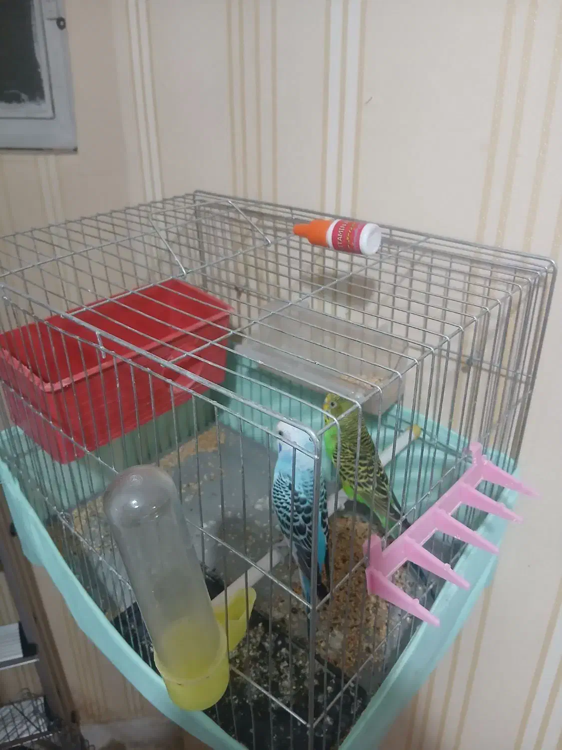 مرغ عشق|پرنده|تهران, قصر فیروزه ۲|دیوار