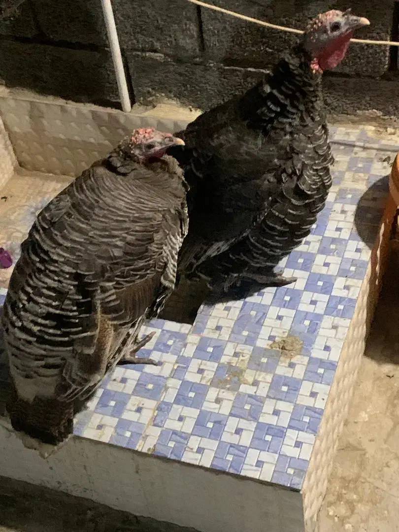 بوقلمون ماده فروشی|حیوانات مزرعه|چاه مرید, |دیوار