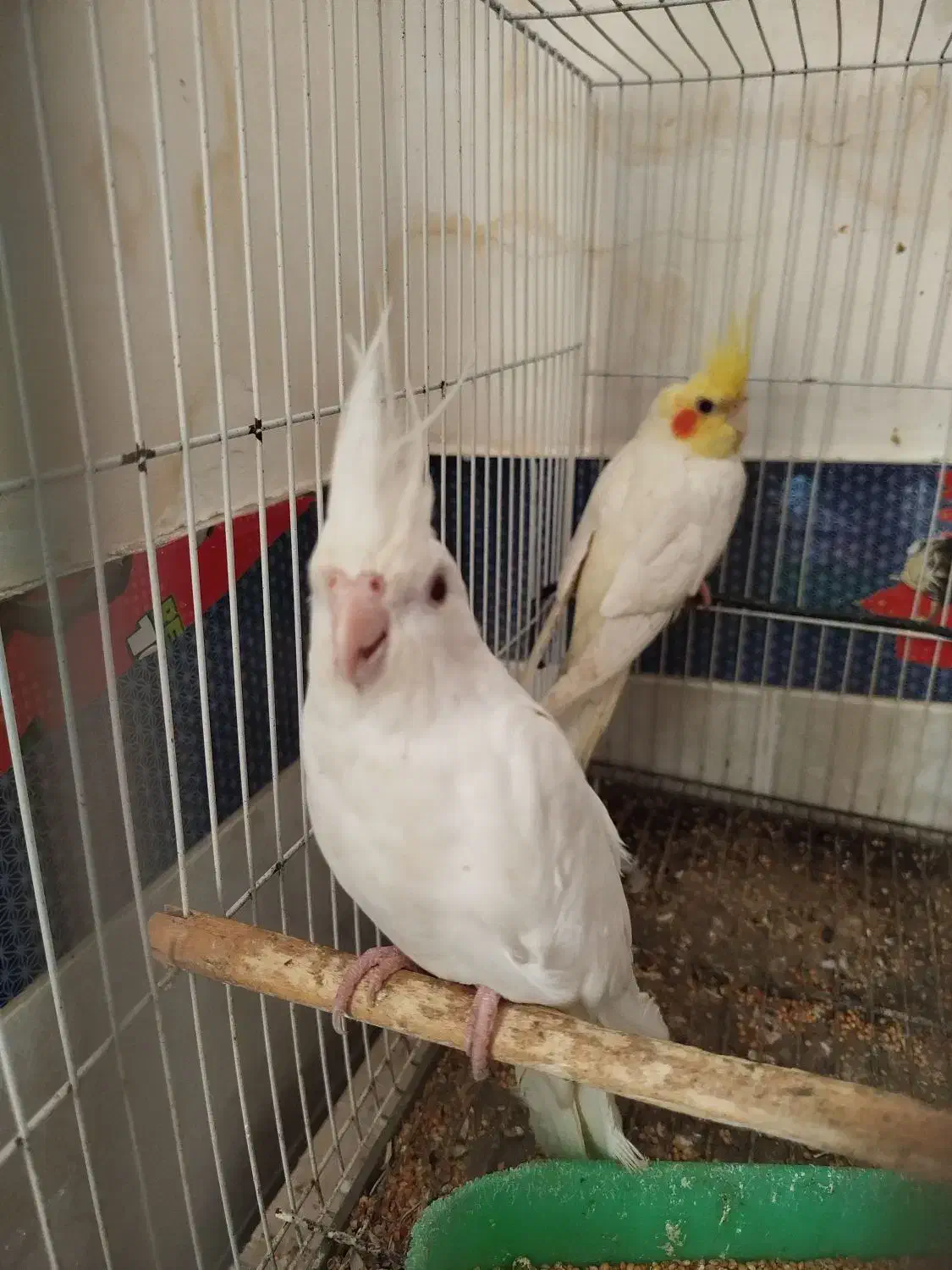 عروس هلندی سخنگو و مولد|پرنده|مینودشت, |دیوار