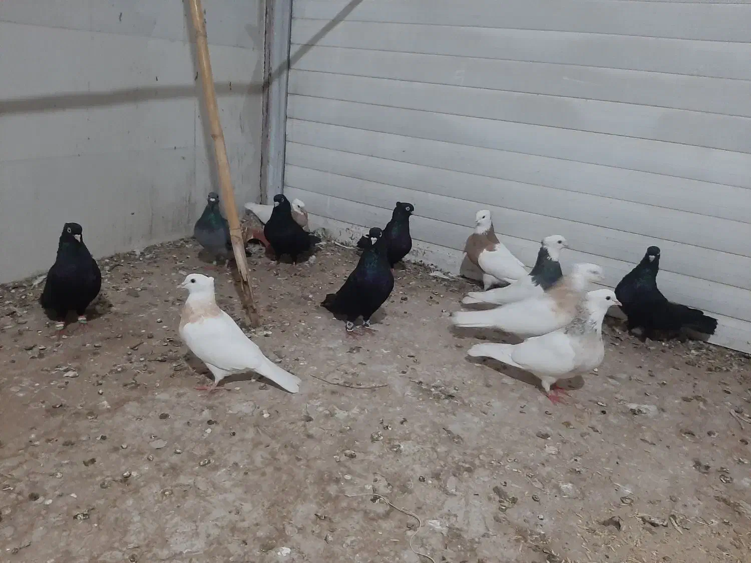 کبوتر|پرنده|سرپل ذهاب, |دیوار