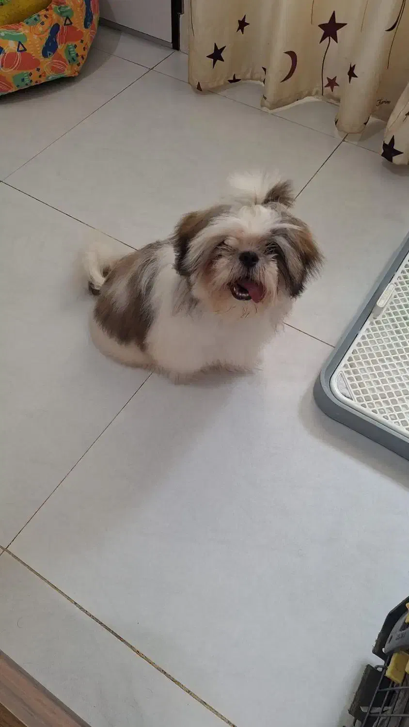 سگ شیتزو سوپر فلت فروشی|سگ|لاهیجان, طالقانی|دیوار