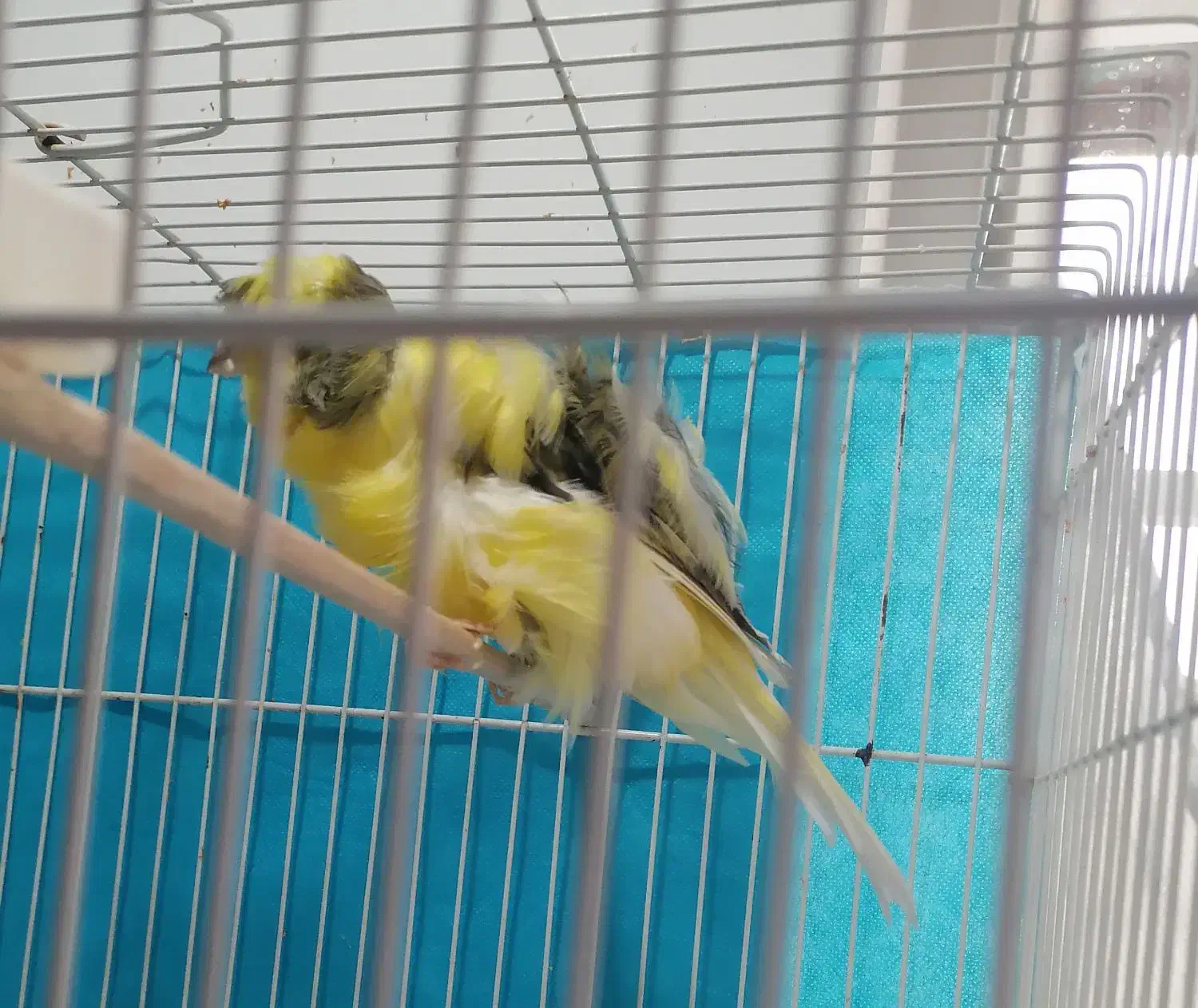 قناری فر آجی نر|پرنده|تربت‌حیدریه, میدان مرکزی|دیوار