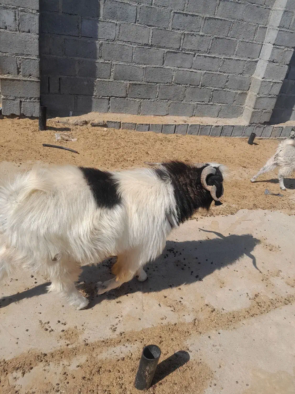 نری فروشی|حیوانات مزرعه|فین, |دیوار