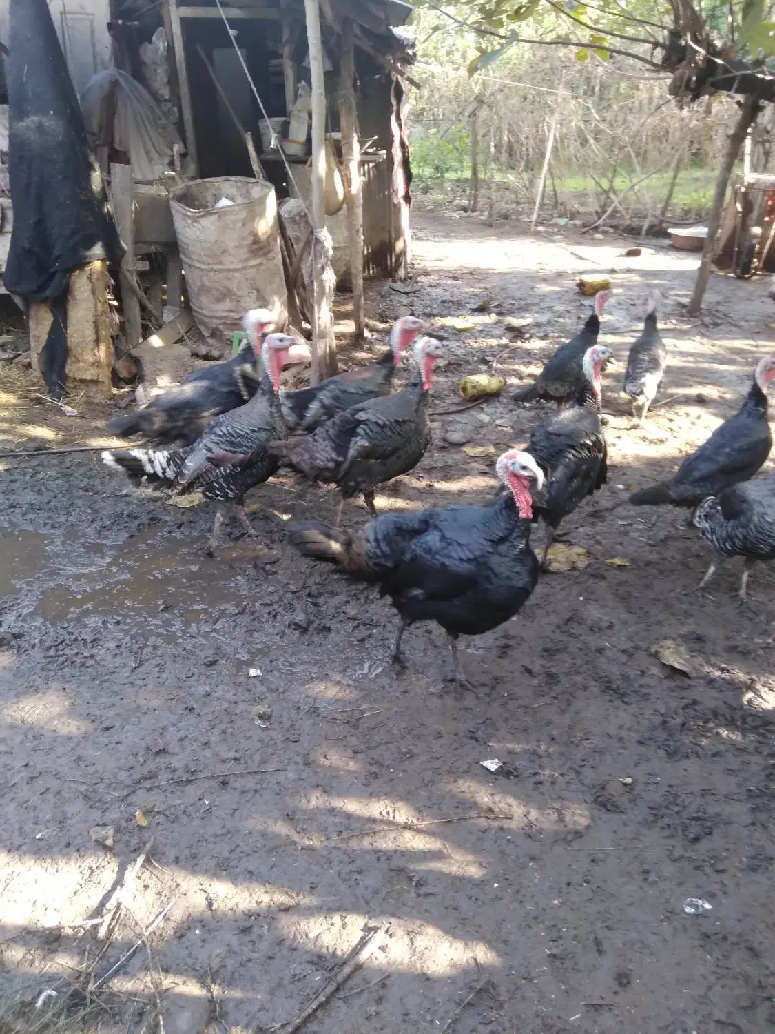 بوقلمون نر و ماده|حیوانات مزرعه|سنگر, |دیوار