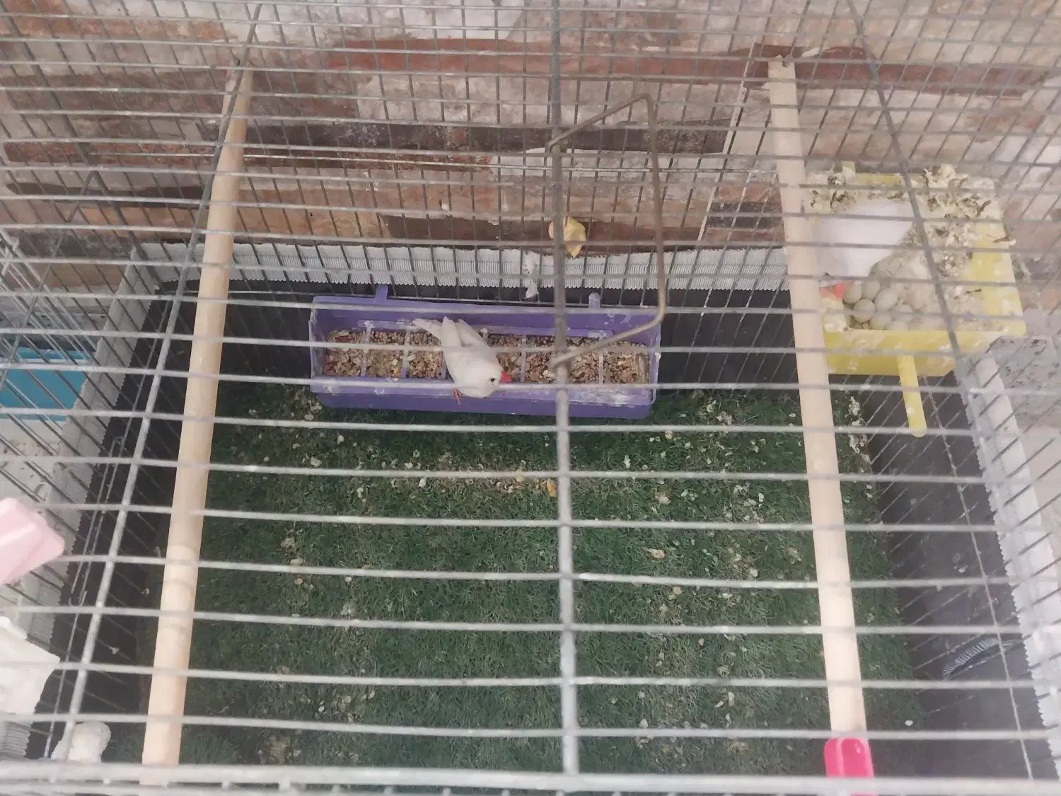 فنچ زبرا مولد|پرنده|خمینی‌شهر, |دیوار