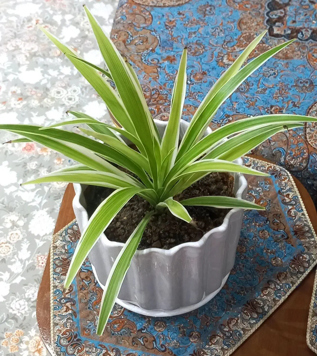 گل وگلدان|گل و گیاه طبیعی|اندیشه, شهرک مریم|دیوار