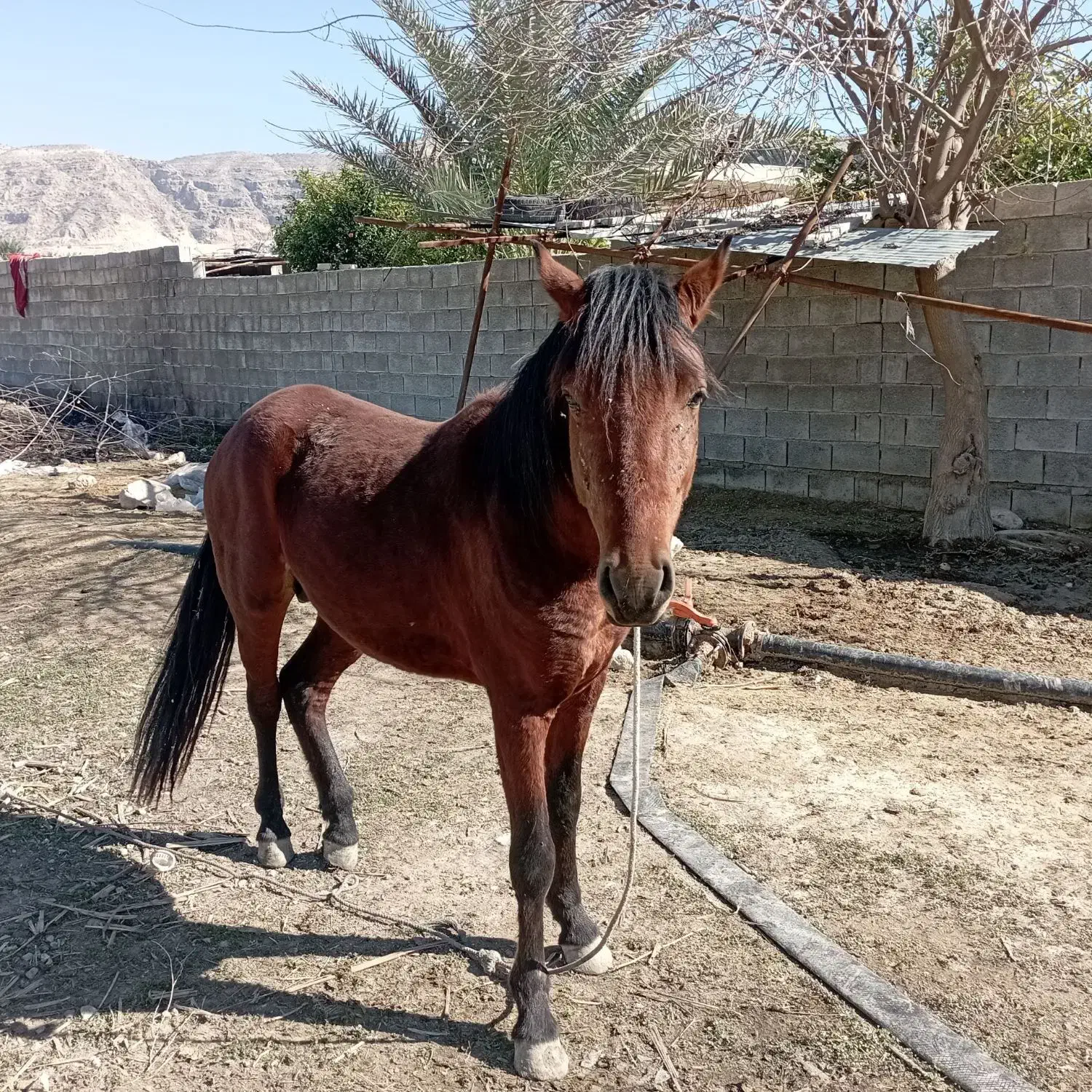 فروش اسب|اسب و تجهیزات اسب‌سواری|کازرون, |دیوار