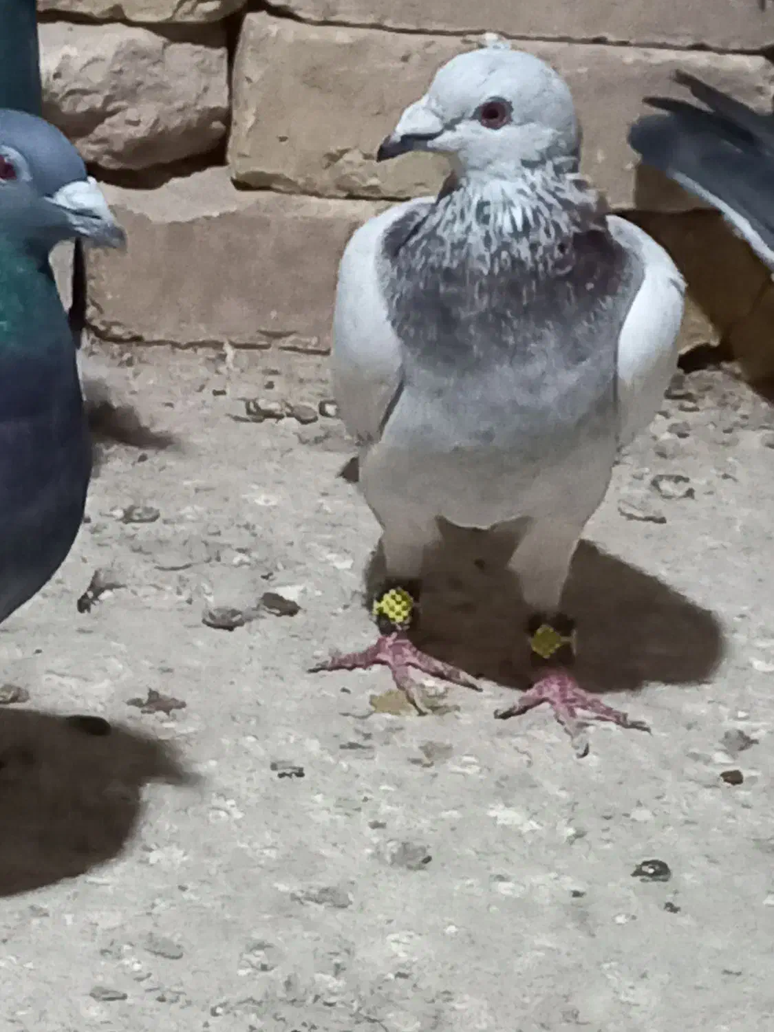 ۲عدد کبوتر|پرنده|قزوین, |دیوار