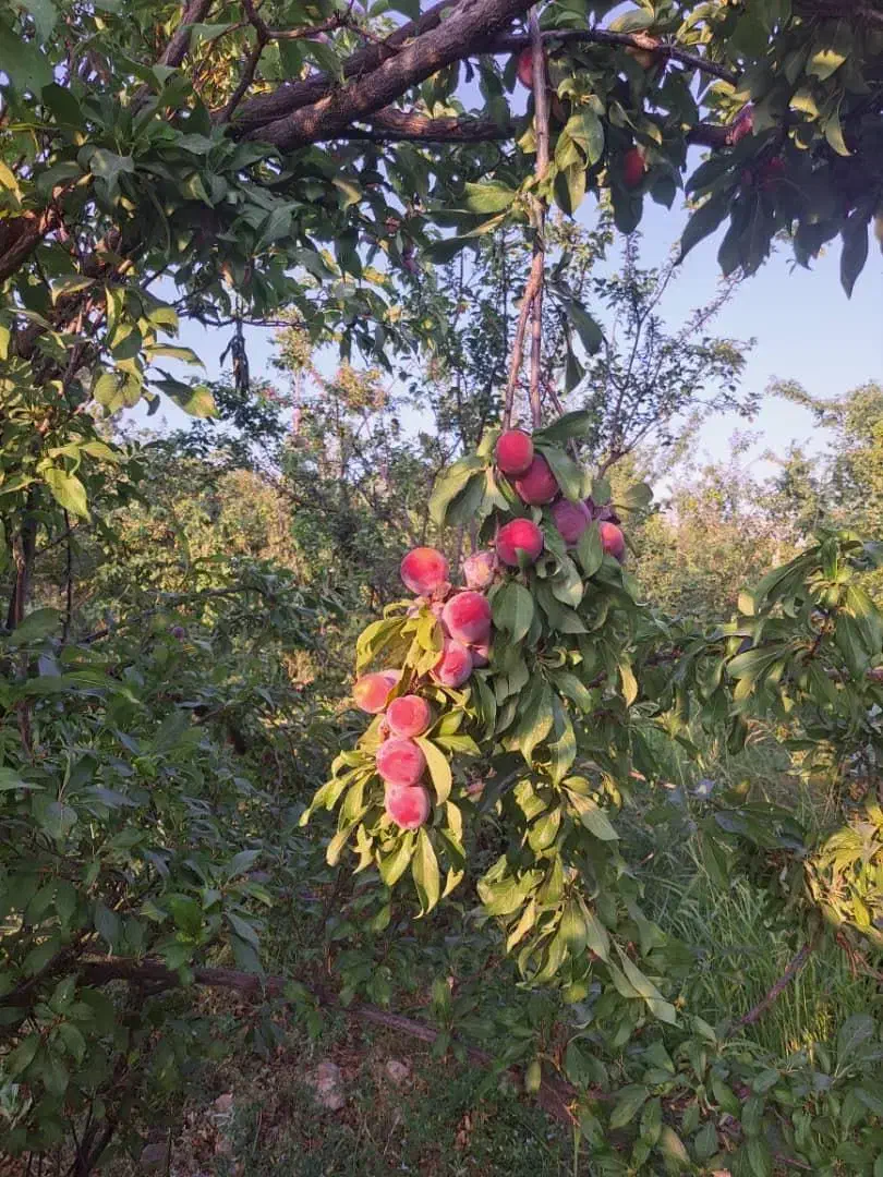 خونه باغ در روستای زیبای کریک بهترین لوکیشن|فروش خانه و ویلا|سی‌سخت, |دیوار