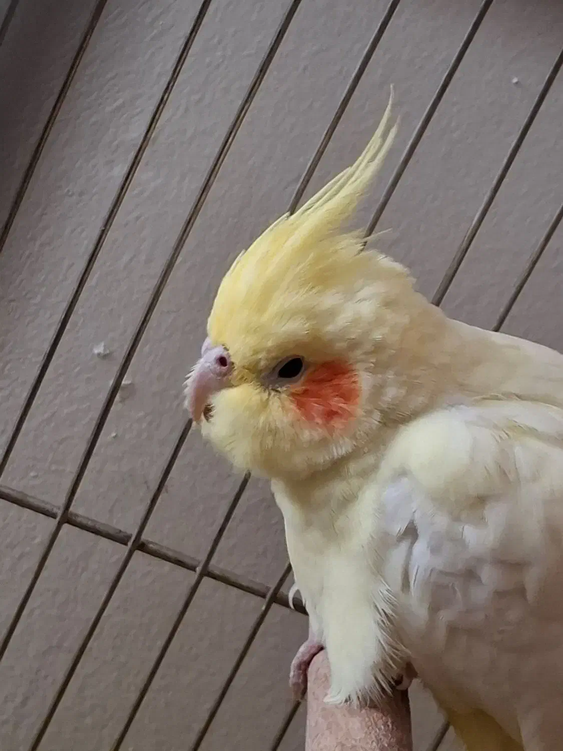 عروس هلندی|پرنده|پرند, فاز ۵|دیوار