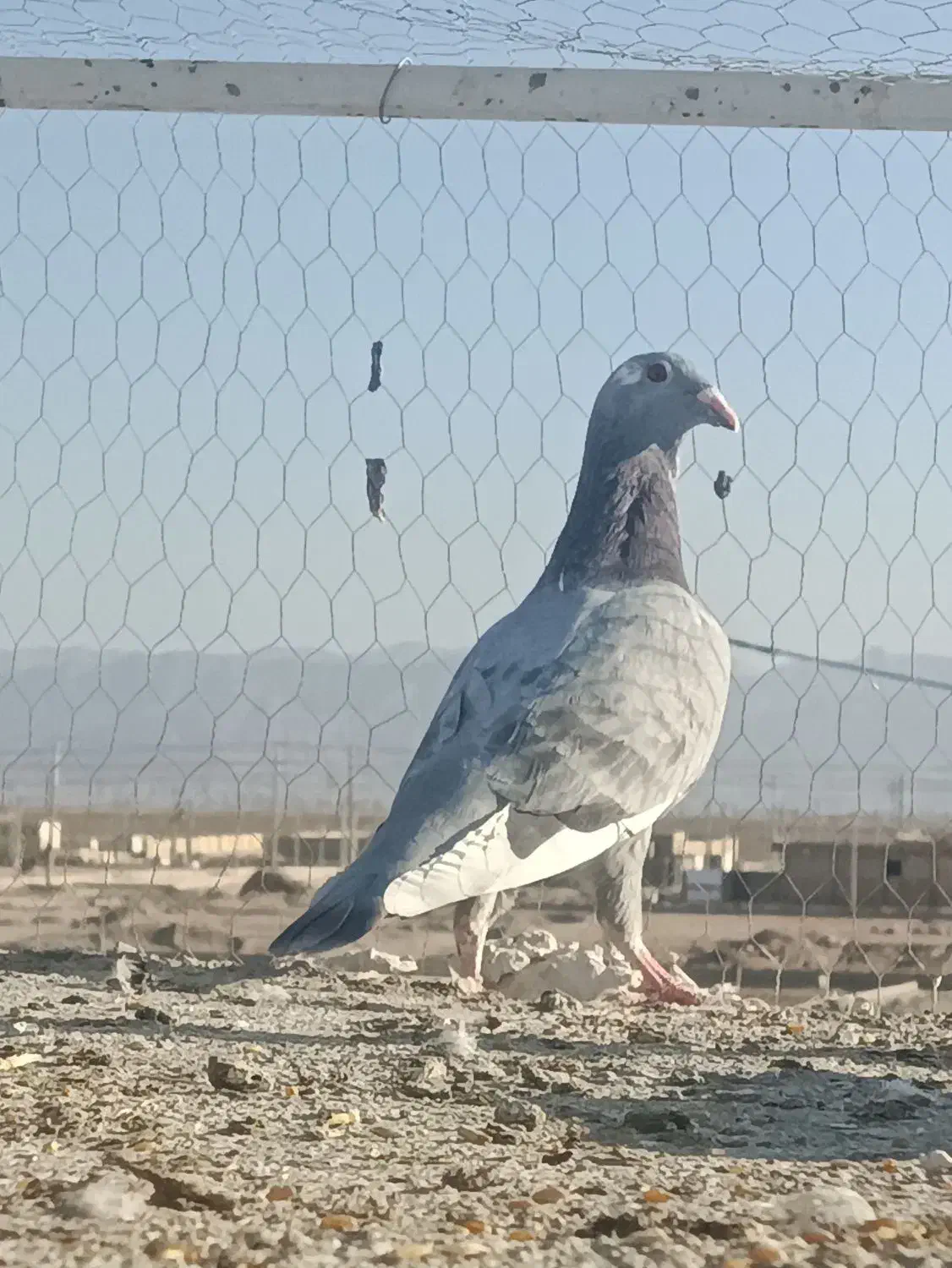 جوانه نر سروتیپ دار|پرنده|طبس, |دیوار