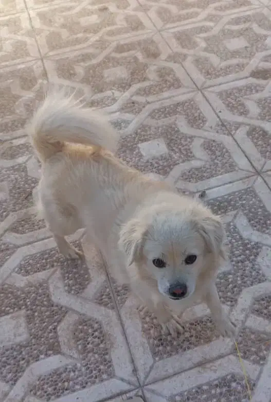 سگ نر|سگ|سیرجان, |دیوار