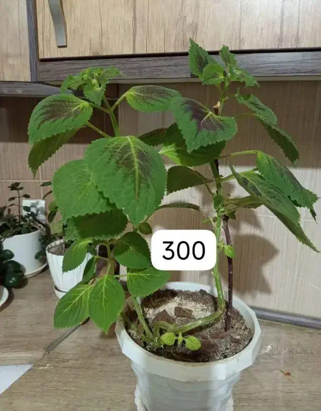 گل آپارتمان طبیعی|گل و گیاه طبیعی|پردیس, فاز ۴|دیوار