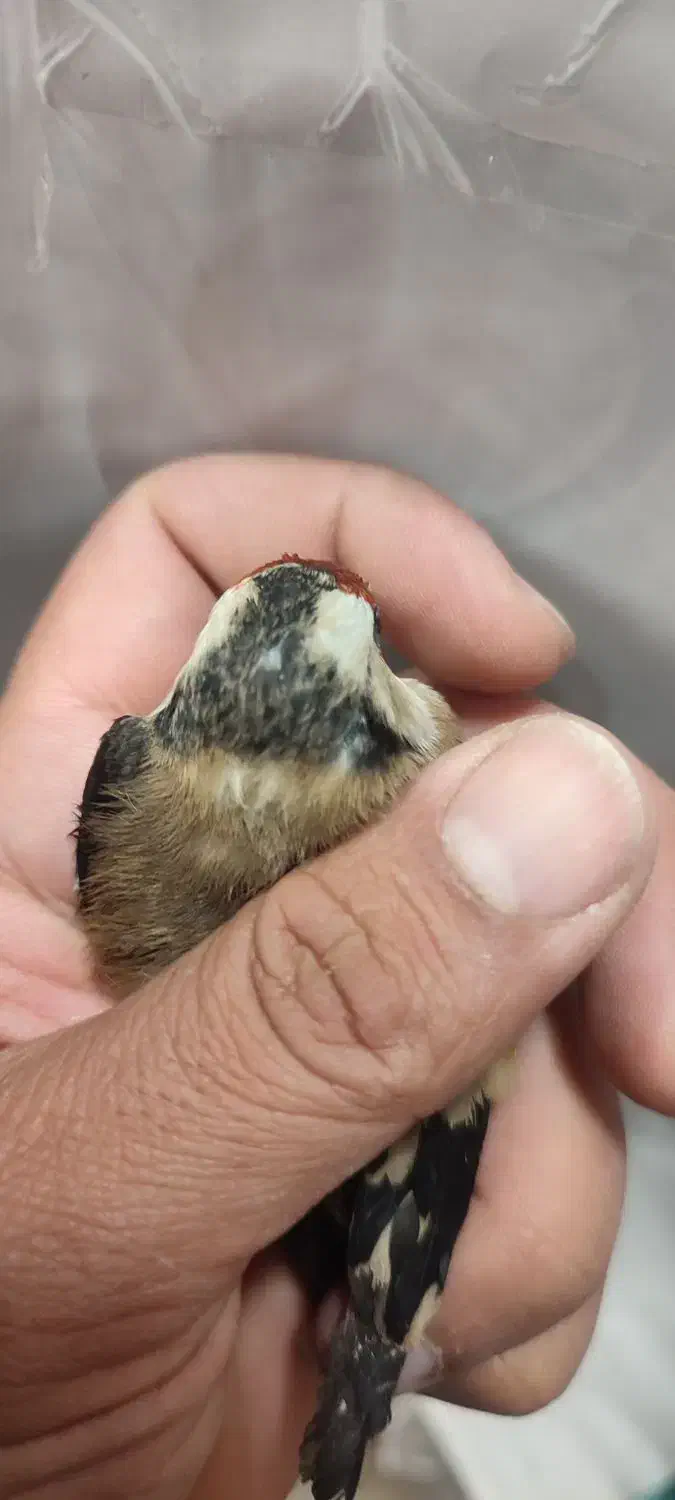 قناری ماده سهره قناری|پرنده|شیراز, شهرک مطهری|دیوار