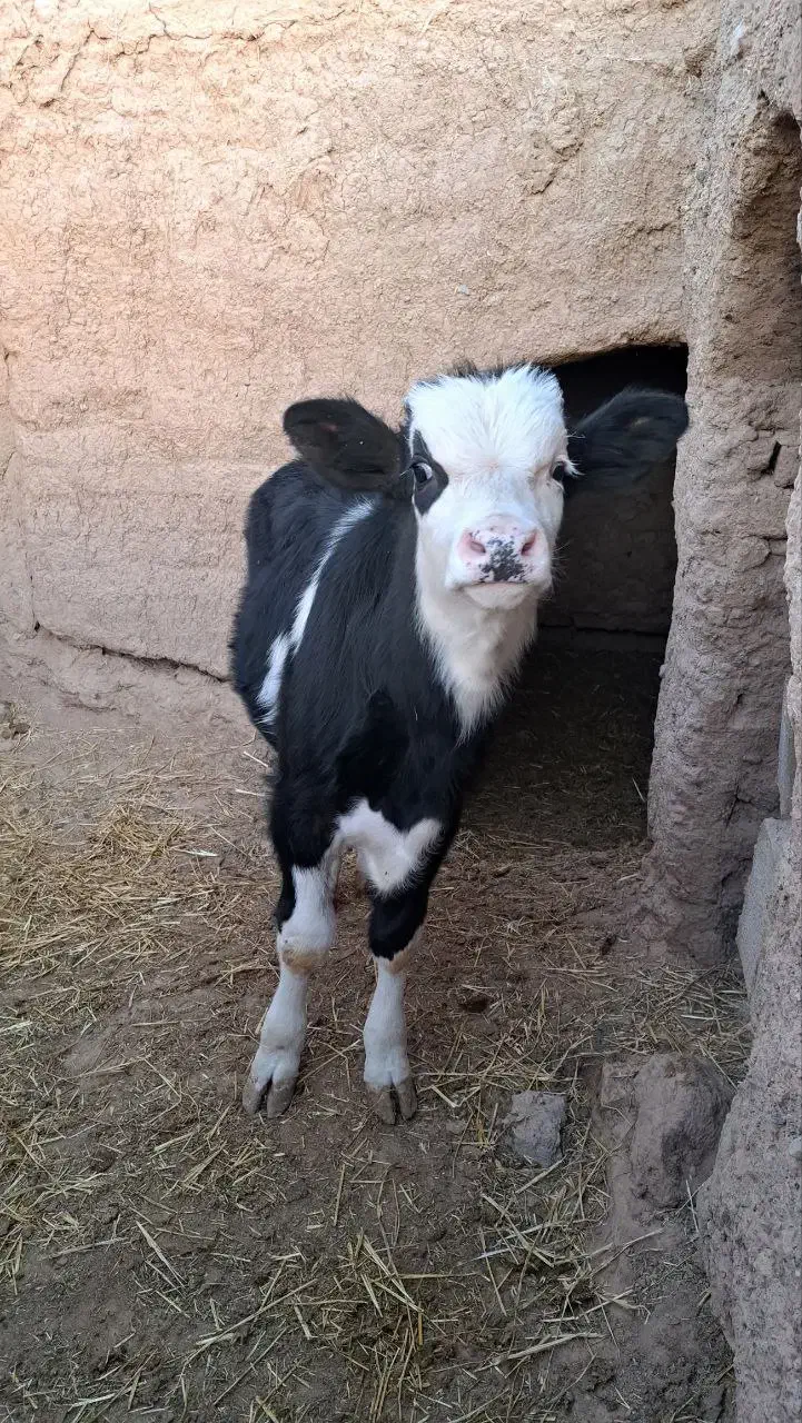 گوساله|حیوانات مزرعه|سده (خراسان جنوبی), |دیوار