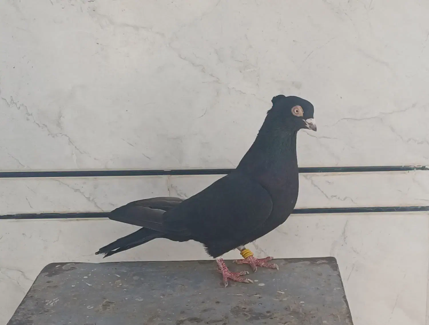 کبوتر زاغ ابادانی|پرنده|کوهدشت, |دیوار