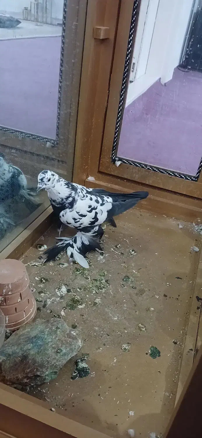 کبوتر|پرنده|تبریز, |دیوار