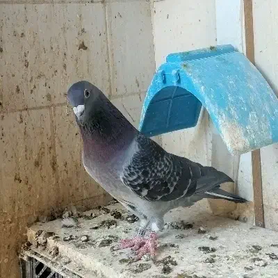 نر درجه یک مسافتی جوان|پرنده|حمیدیه, |دیوار