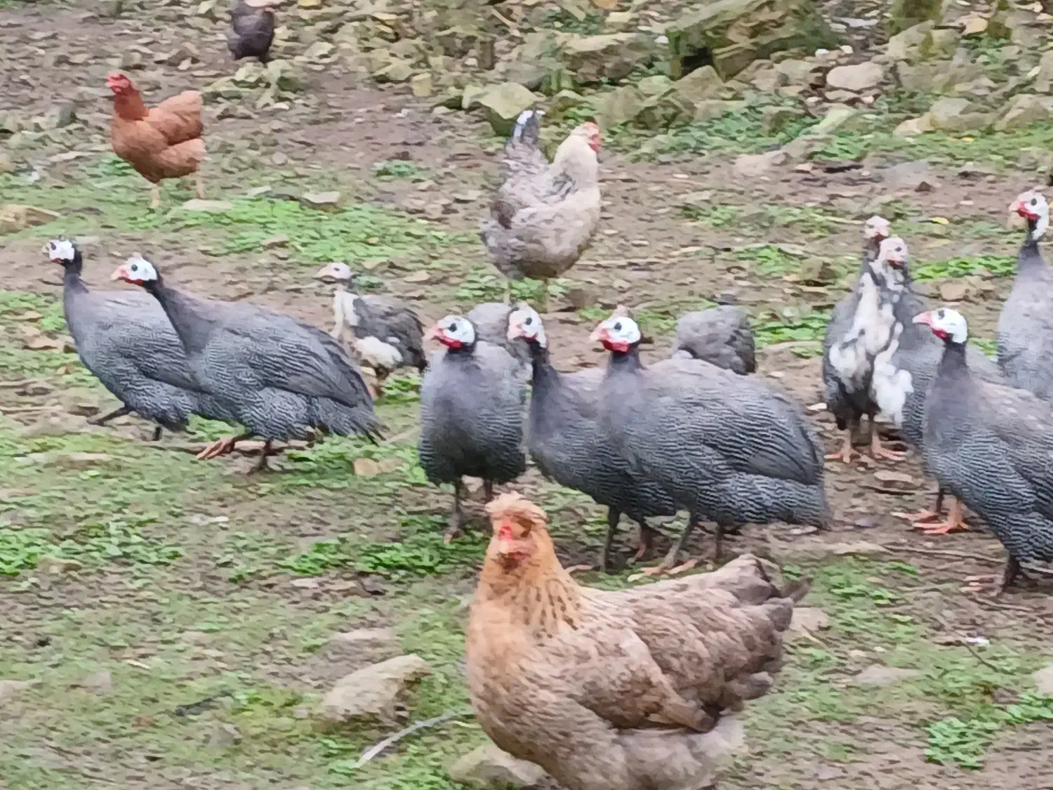 شاخدار نر ماده سالم سر حال|حیوانات مزرعه|ماکلوان, |دیوار