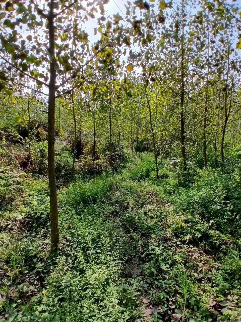 ۴۹۰۰هزار متر تخمینی زمین همراه با ۱۰۰۰تادرخت صنوبر|فروش زمین و ملک کلنگی|احمدسرگوراب, |دیوار