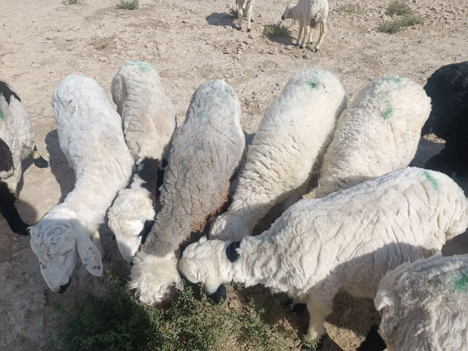 فروش بره و بزغاله نژاد خوب گوشتی|حیوانات مزرعه|زابل, |دیوار