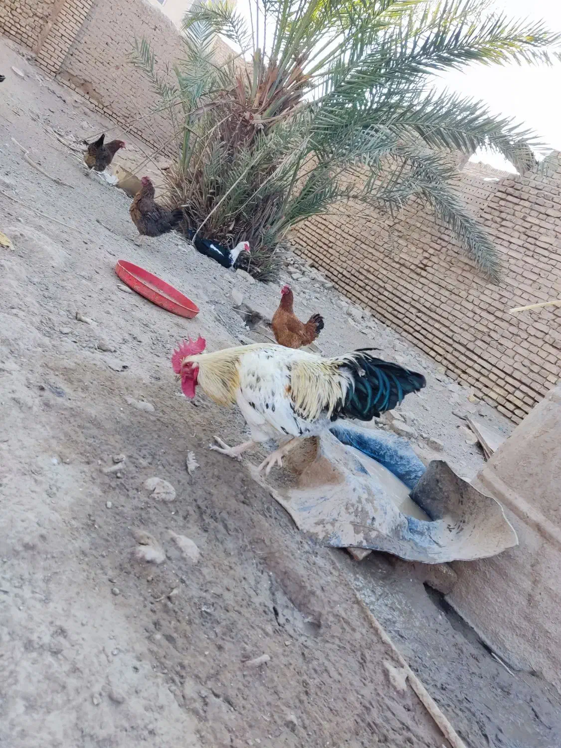 مرغ خروس تخم گذار اردک اسراییلی|حیوانات مزرعه|اردکان, |دیوار