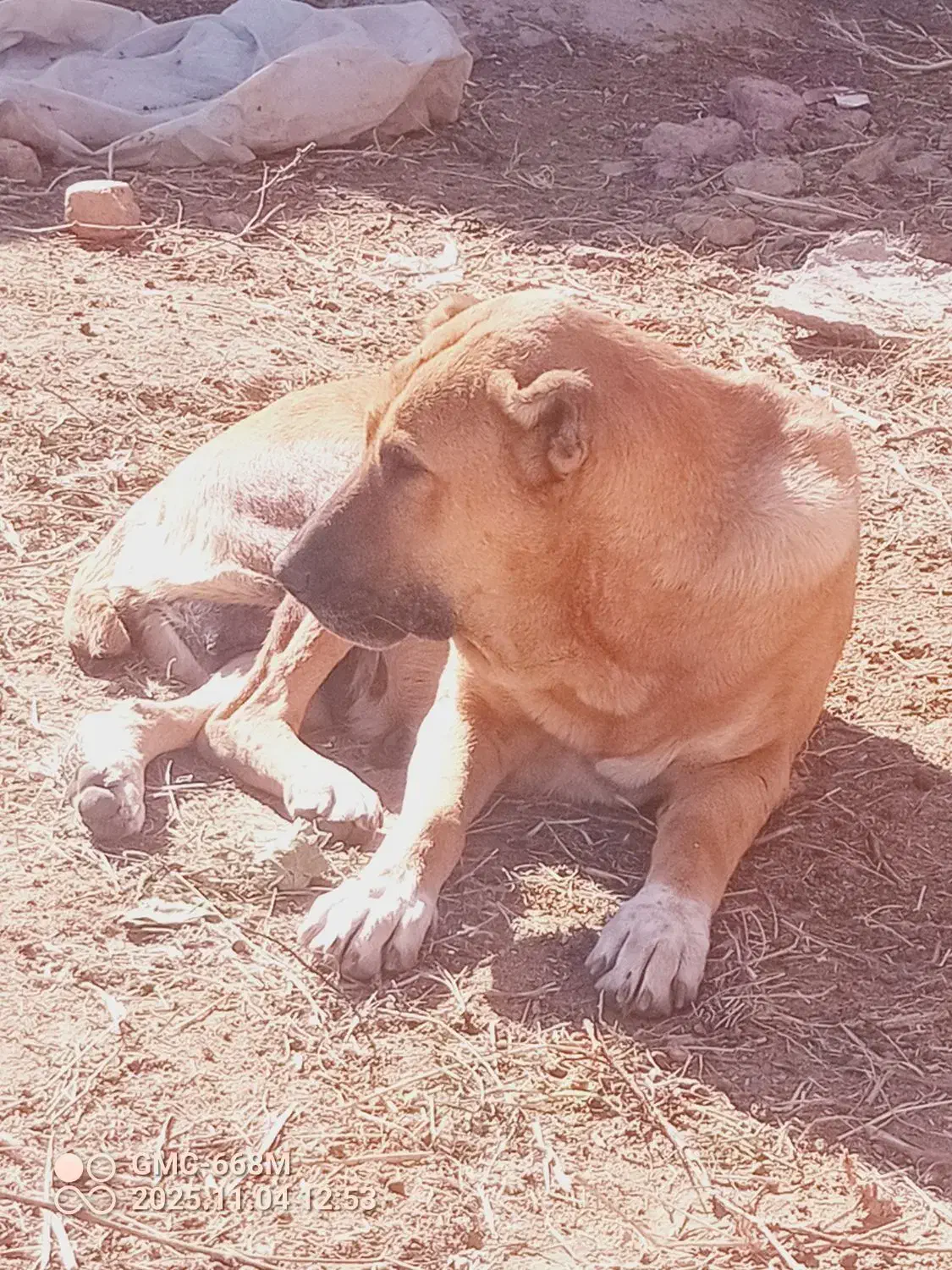 واگذاری ۲قلاده سگ گله|سگ|مشهد, تبادکان|دیوار