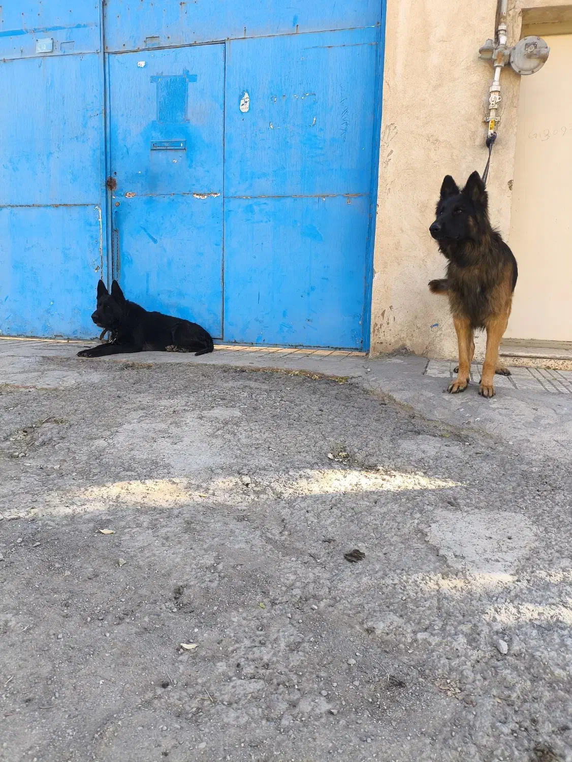 سگ ژرمن|سگ|محمدشهر, محمدشهر|دیوار