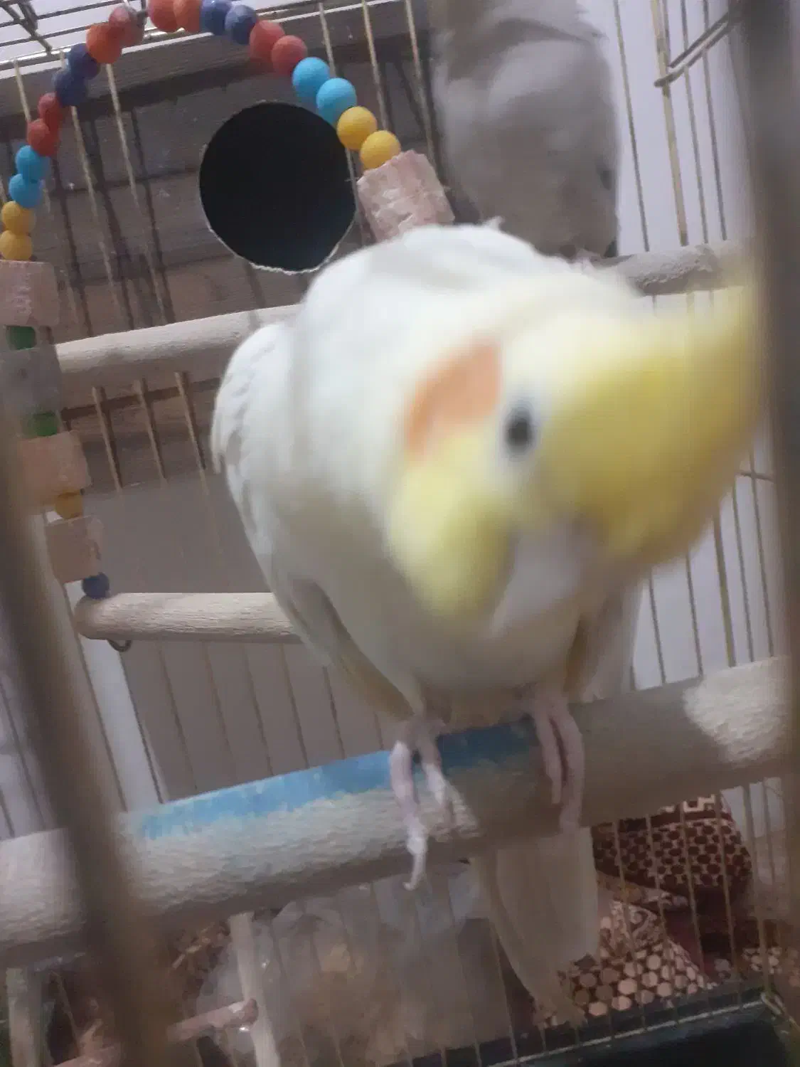 عروس هلندی بر و ماده|پرنده|رباطکریم, نصیرشهر|دیوار