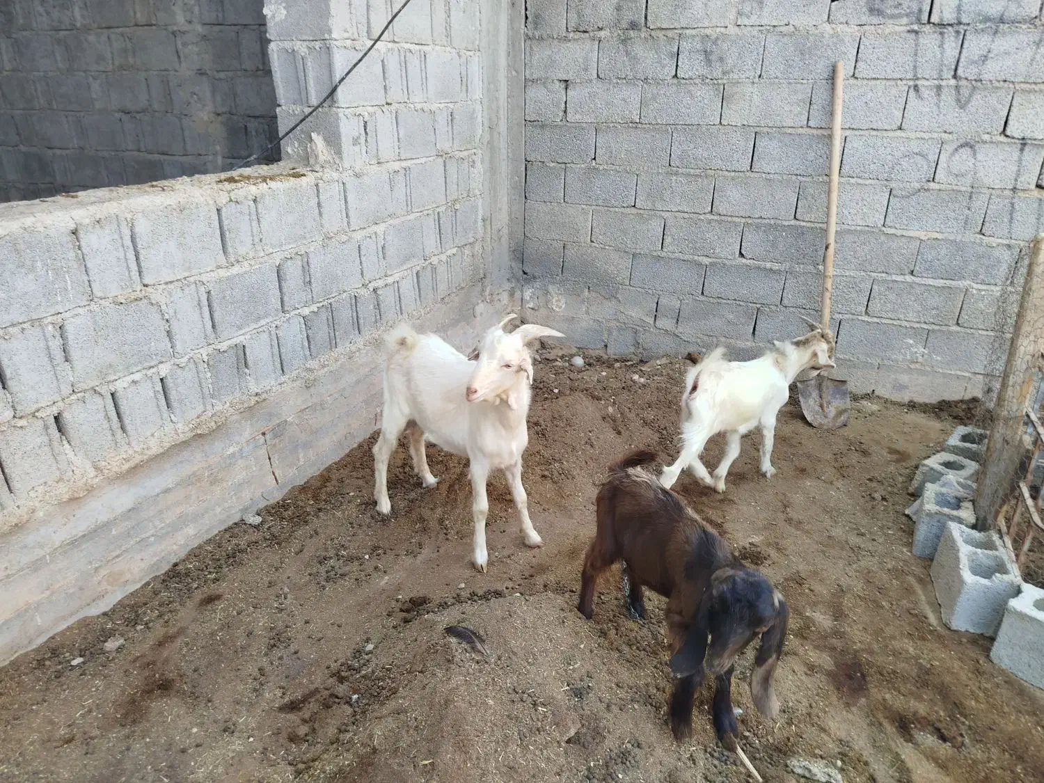 کهره نره|حیوانات مزرعه|برازجان, |دیوار