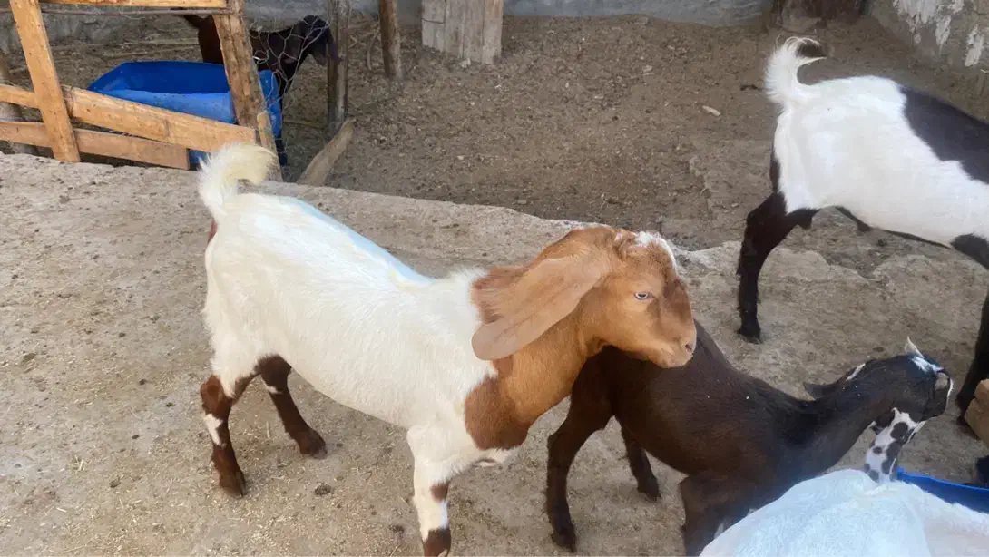 کهره نر پاکستانی  دوگ درجه یک جفت|حیوانات مزرعه|بندر کنگان, |دیوار