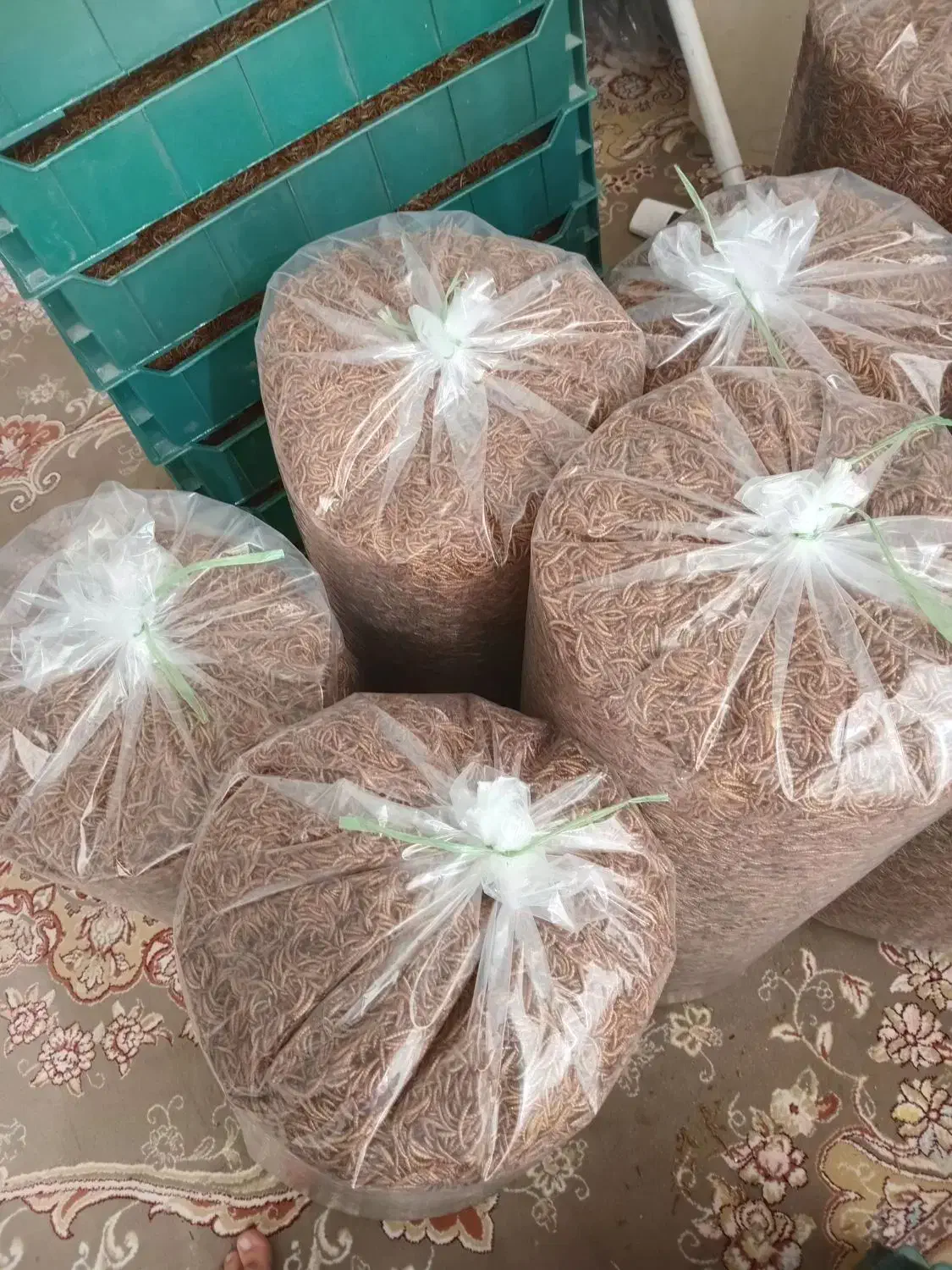 میلورم خشک وزنده|خزنده|رودشت (اصفهان), |دیوار