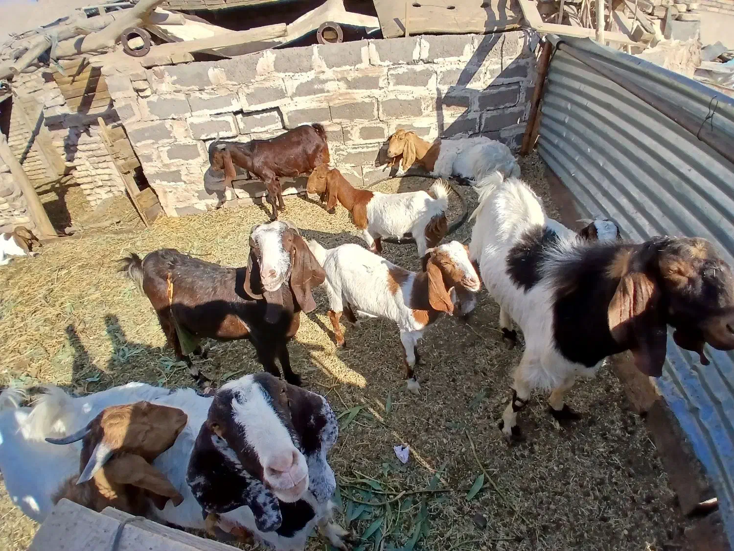 بزکره پاکستانی زایده وابستن|حیوانات مزرعه|رفسنجان, |دیوار