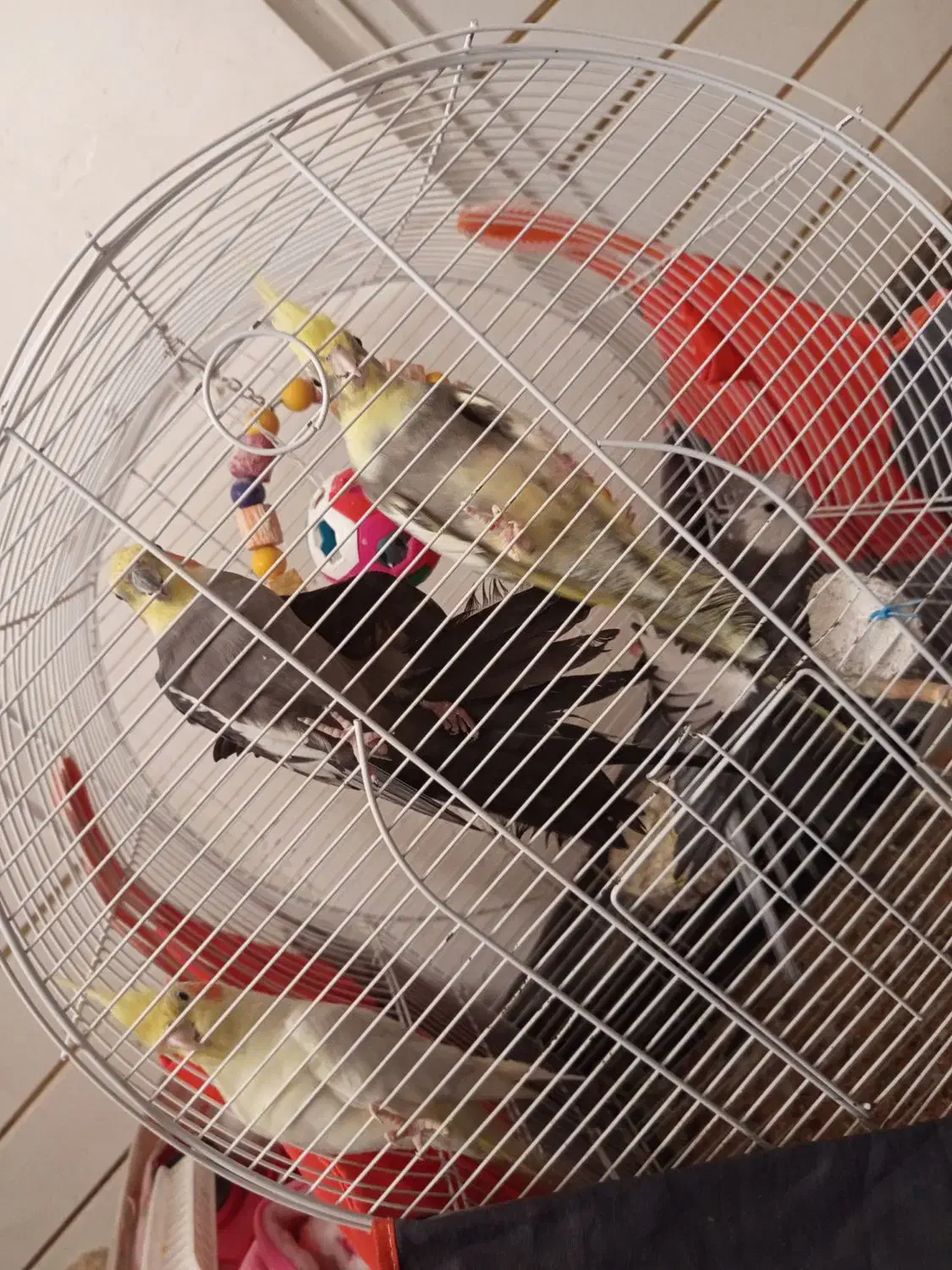 طوطی عروس هلندی جفت وایت فیس ابلق سینامون لوتینو|پرنده|رشت, سلیمانداراب|دیوار